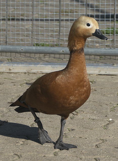 决定